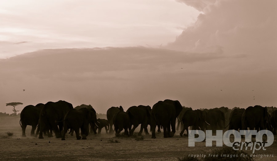African Safari - Kenya. . . . . Elephants silhouetted in Sunset: monochrome panorama back view of elephants walking across plain, with dust of savannah rising, acacia trees, and dramatic skyscape, Amboseli, Kenya, Africa