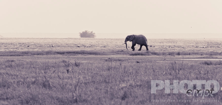 African Safari - Kenya. . . . . Monochrome panorama view of single elephant marching across savannah, grassland, with single bush in background, Amboseli, Kenya, Africa