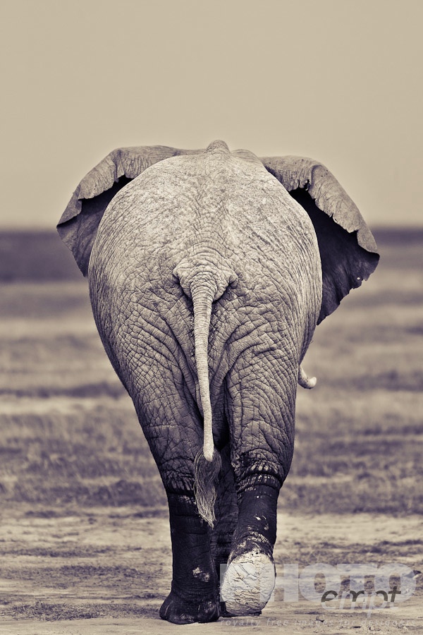 African Safari - Kenya. . . . . Monochrome back close up view of elephant rear end, with one foot raised in walking away, adult elephant,  Amboseli, Kenya, Africa