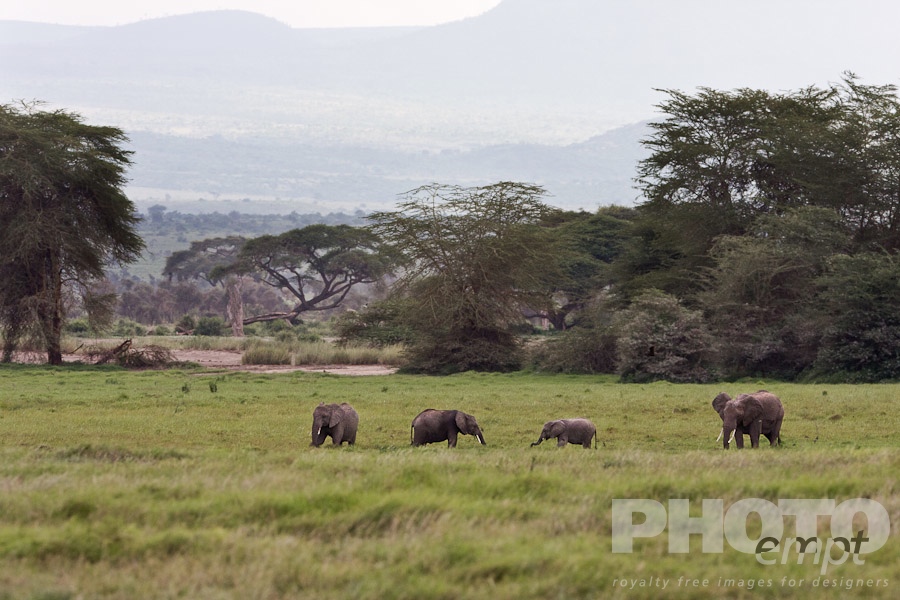 African Safari - Kenya. . . . . Four Elephant foraging on grasslands, with trees and mountai range beyond, Kenya, Africa
