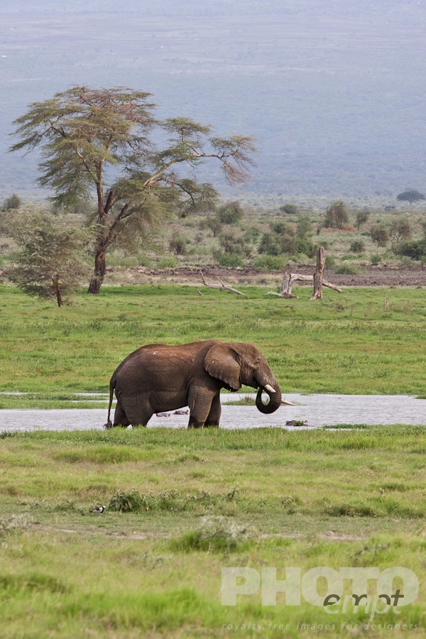 African Safari - Kenya. . . . . Single Elephant foraging on grasslands, with trees and mountai range beyond, Kenya, Africa