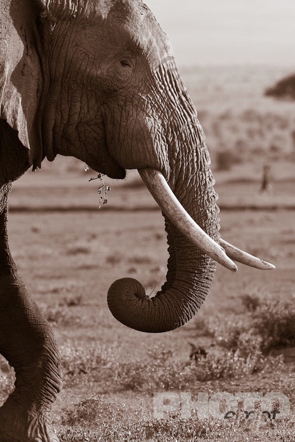 African Safari - Kenya. . . . . Closeup desaturated side view of elephant walking, showing detail of head and front leg, with distant Masai warrior in background, Kenya, Africa