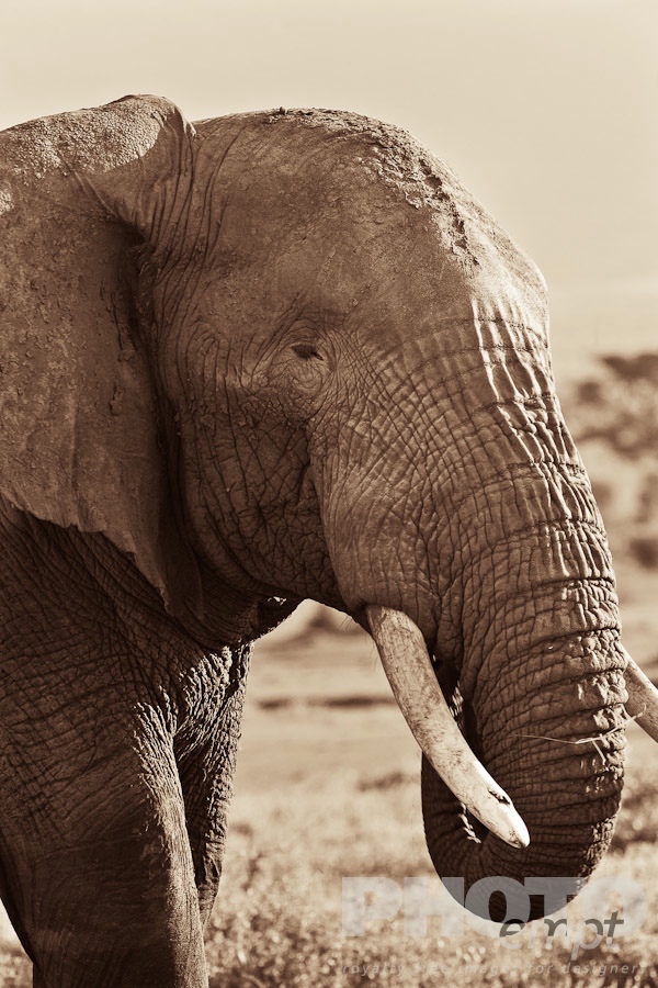 African Safari - Kenya. . . . . Closeup desaturated oblique side view of elephant walking, showing detail of head and front leg, Kenya, Africa
