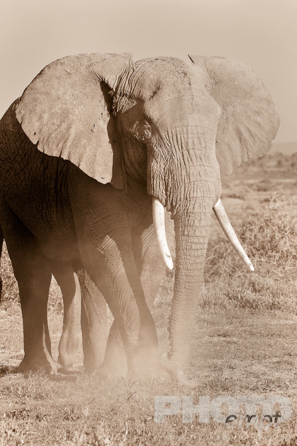 African Safari - Kenya. . . . . Desaturated close up oblique view from front: large male elephant creating dust with foot and trunk, Kenya, Africa