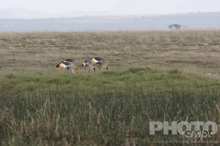 African Safari - Kenya. . . . . Group of  Crowned Crane foraging, Kenya grasslands, Africa