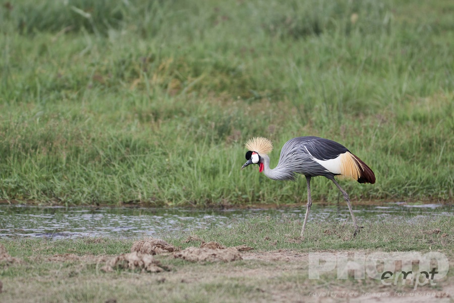 African Safari - Kenya. . . . . Close up view of single Grey Crowned Crane foraging in grass and wetlands, Amboseli, Kenya, Africa