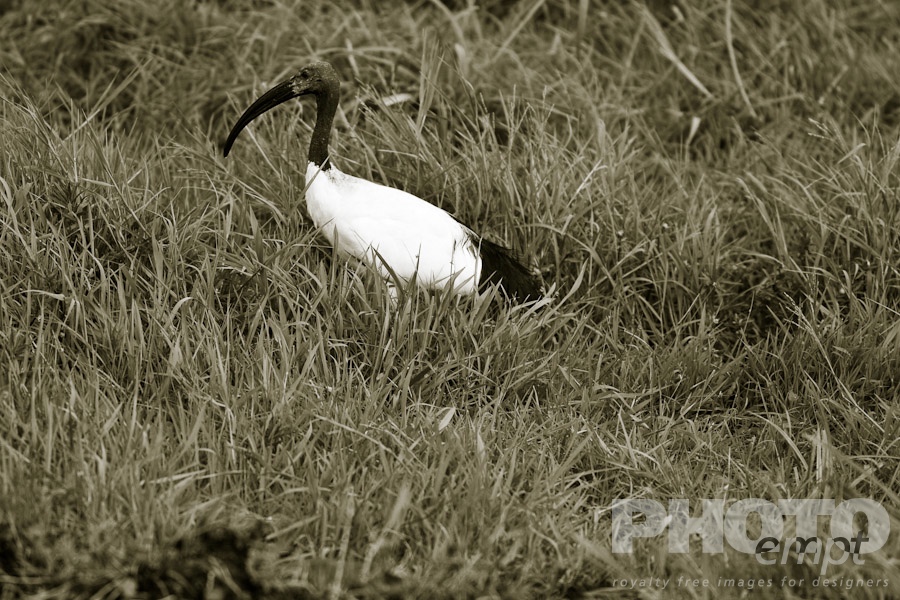 African Safari - Kenya. . . . . Close up view of single Sacred Ibis foraging in grass and wetlands, desaturated image, Amboseli, Kenya, Africa