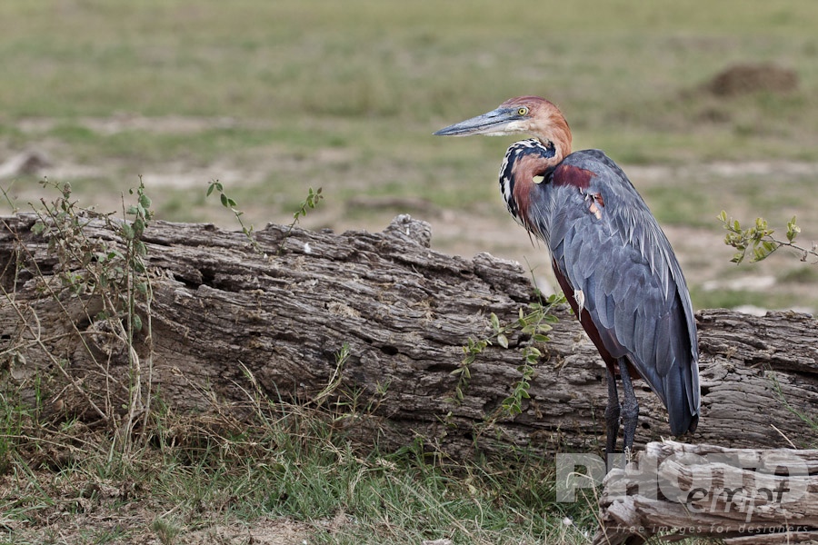 African Safari - Kenya. . . . . Close up view of single Goliath Heron standing in grass and wetlands beside fallen tree trunk, Amboseli, Kenya, Africa