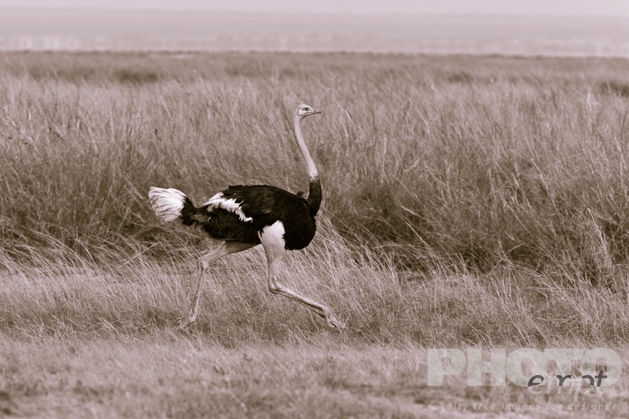 African Safari - Kenya. . . . . Close up view of single male ostrich running across grasslands, desaturated image, Amboseli, Kenya, Africa