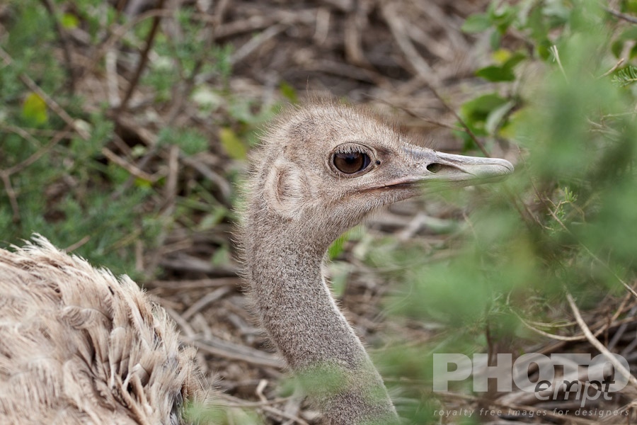 African Safari - Kenya. . . . . Close up view of single female ostrich sitting on nest, showing face, and neck, Amboseli, Kenya, Africa