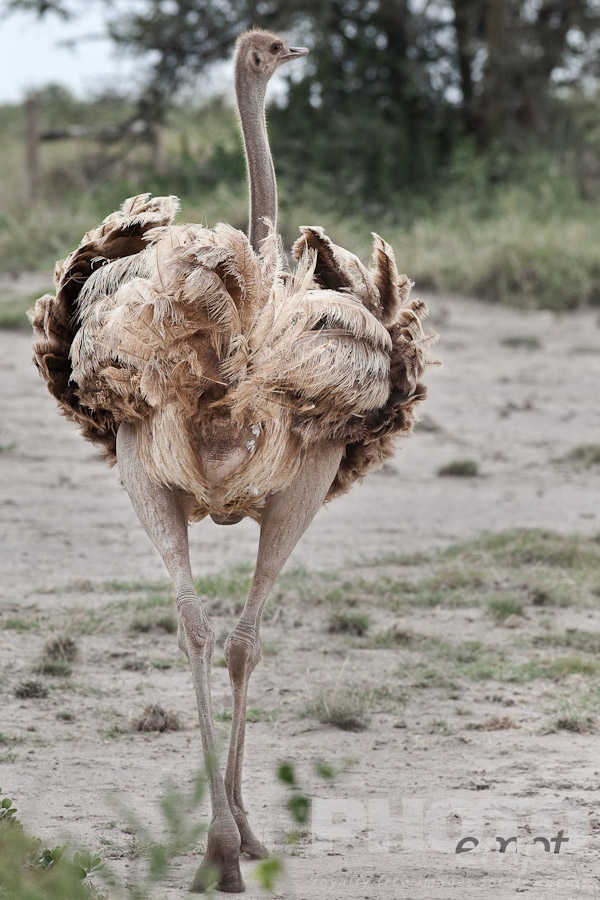 African Safari - Kenya. . . . . Close up rear view of single female ostrich walking away desaturated image, Amboseli, Kenya, Africa
