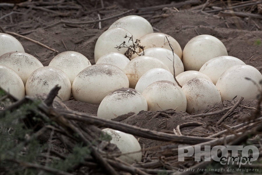 African Safari - Kenya. . . . . Close up view of ostrich eggs in nest, desaturated image, Amboseli, Kenya, Africa