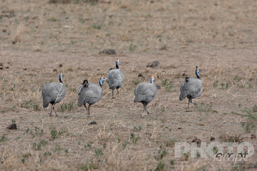 African Safari - Kenya. . . . . Group of Guineafowl walking and foraging in savanna, Kenya, Africa
