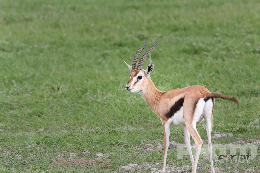 African Safari - Kenya. . . . . Male Thomsons Gazelle standing, closeup, Kenya grasslands, Africa
