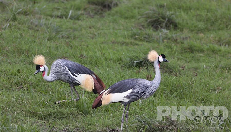 African Safari - Kenya. . . . . Pair of Crowned Cranes foraging in grass, closeup, Kenya, Africa