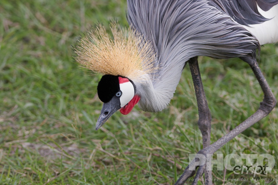 African Safari - Kenya. . . . . Male Crowned Crane foraging, detail closeup, Kenya grasslands, Africa