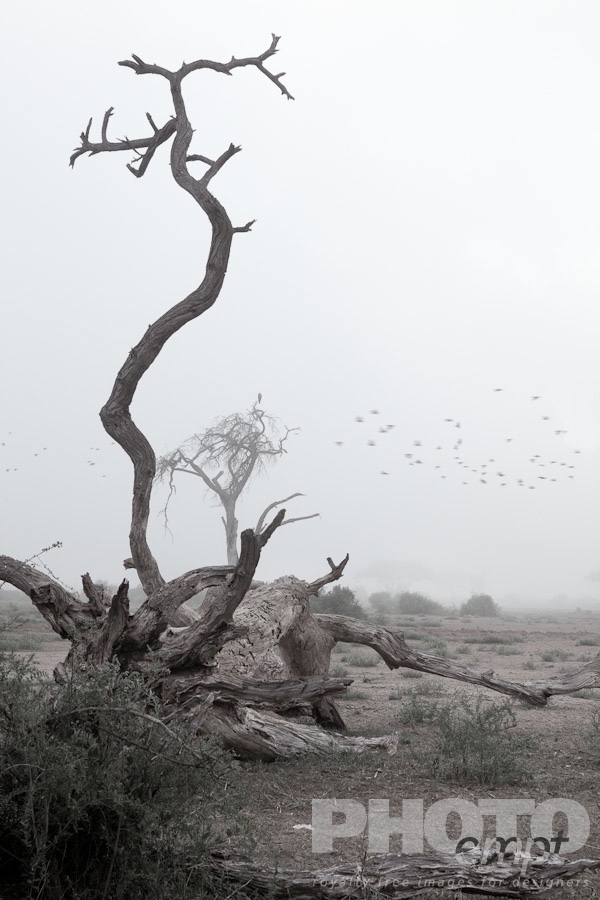 African Safari - Kenya. . . . . Dead tree stump and roots in early morning mist, with flock of birds flying in background, desaturated image, Kenya, Africa