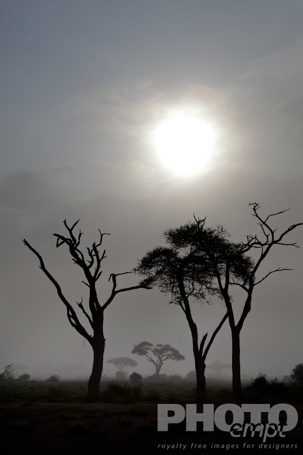 African Safari - Kenya. . . . . Acacia trees and dead trunks silhouetted in early morning sunrise with mist, desaturated image, Kenya, Africa