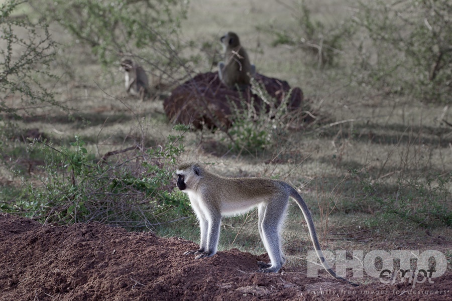 African Safari - Kenya. . . . . Vervet monkey standing on mound with other family members in grassland background, Kenya, Africa