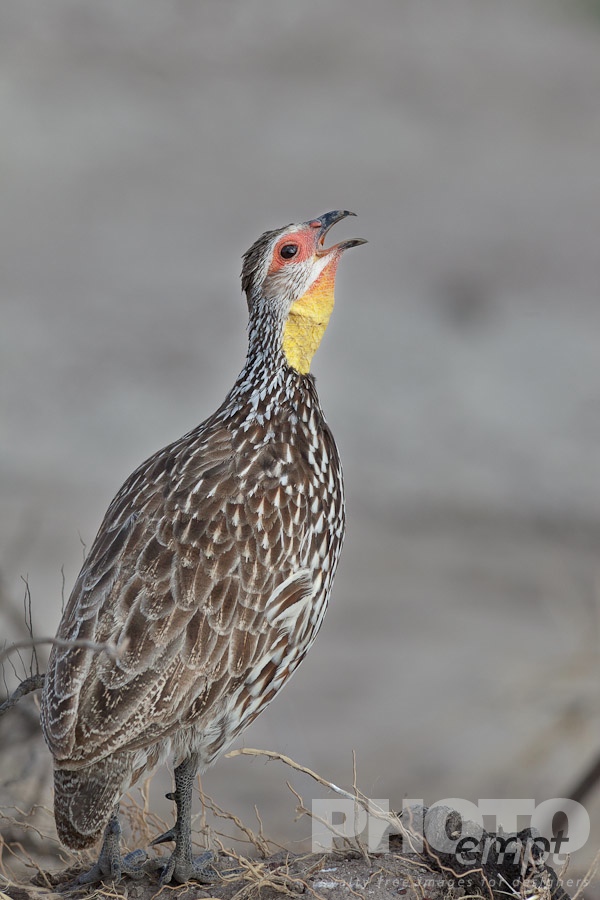 African Safari - Kenya. . . . . Closeup view of Yellow-necked Spurfowl, beak open, Kenya, Africa