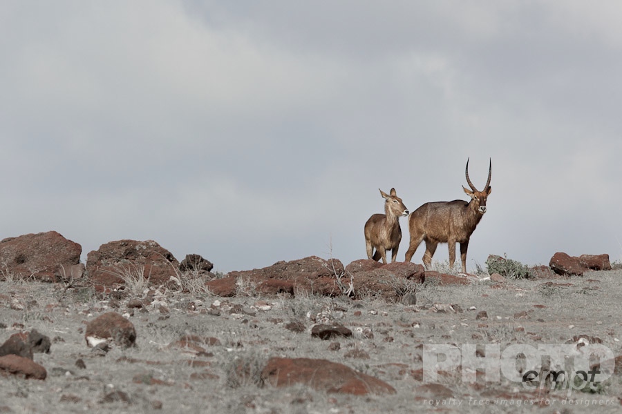 African Safari - Kenya. . . . . Male Waterbuck and calf standing on ridge, savanna, Kenya, Africa