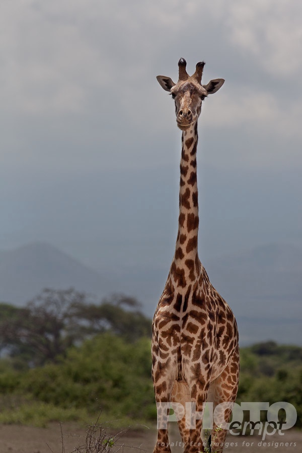 African Safari - Kenya. . . . . Single reticulated giraffe in savanna bush, closeup view, Kenya, Africa