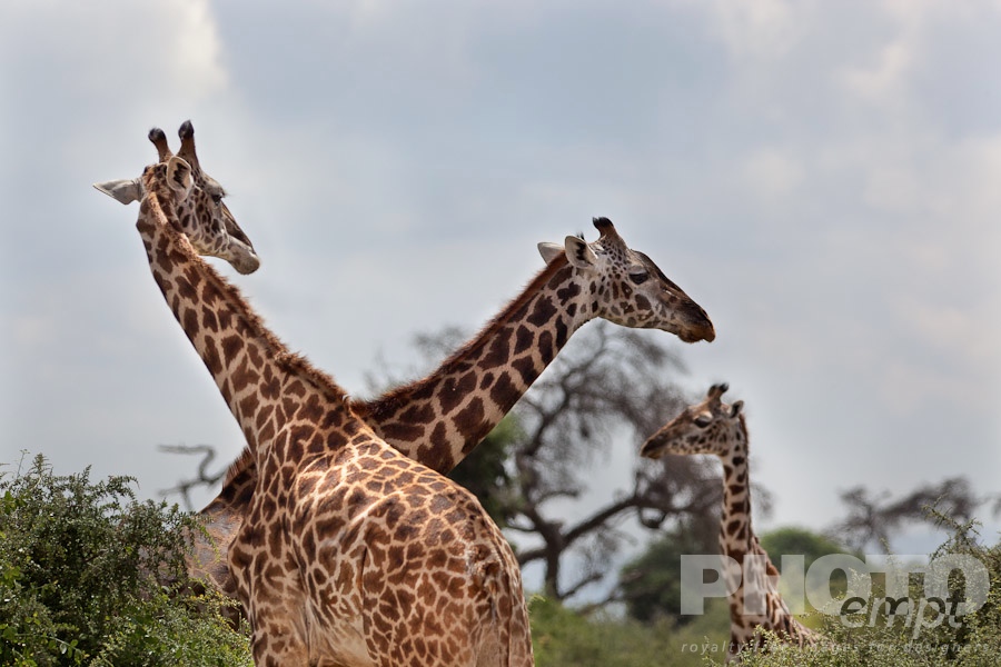 African Safari - Kenya. . . . . Three reticulated giraffe in savanna bush, closeup view, Kenya, Africa