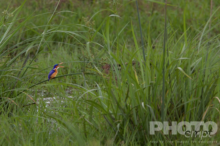 African Safari - Kenya. . . . . Malachite Kingfisher perching on reeds, beak open, Kenya, Africa