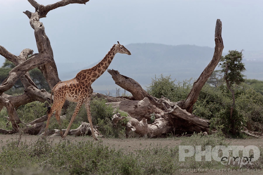 African Safari - Kenya. . . . . Single reticulated giraffe in savanna bush, with background of dead tree stumps, Kenya, Africa