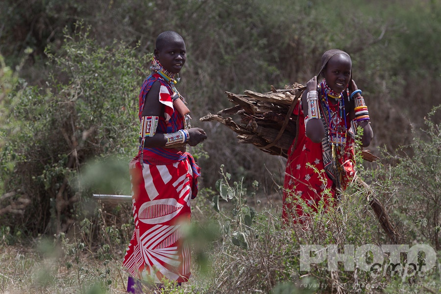 African Safari - Kenya. . . . . Two young Masai women in bright red traditional dress, gathering wood, Kenya, Africa