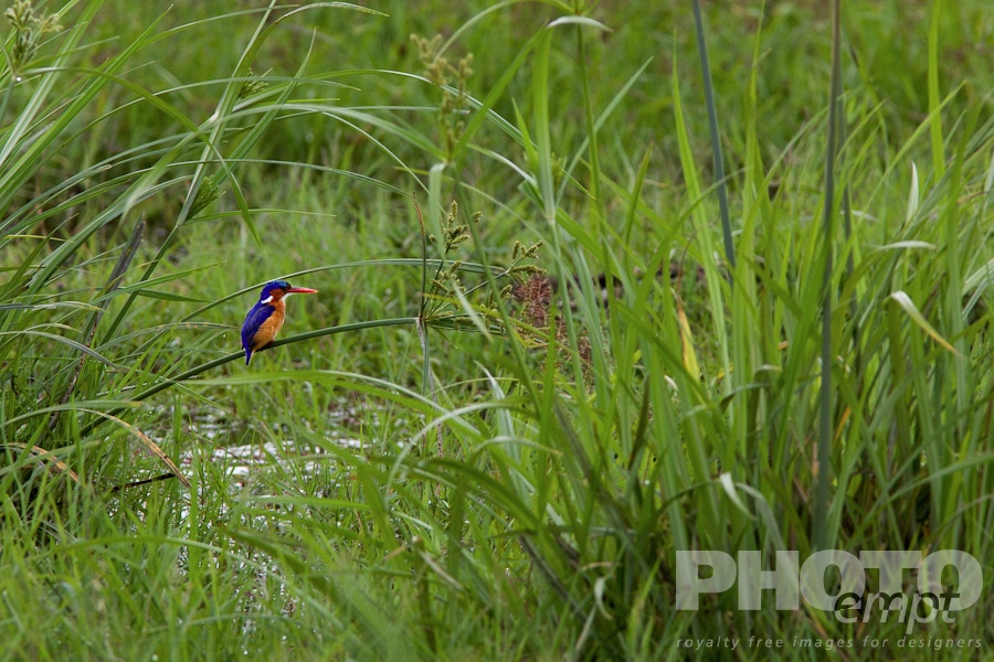 African Safari - Kenya. . . . . Malachite Kingfisher perching on reeds, Kenya, Africa