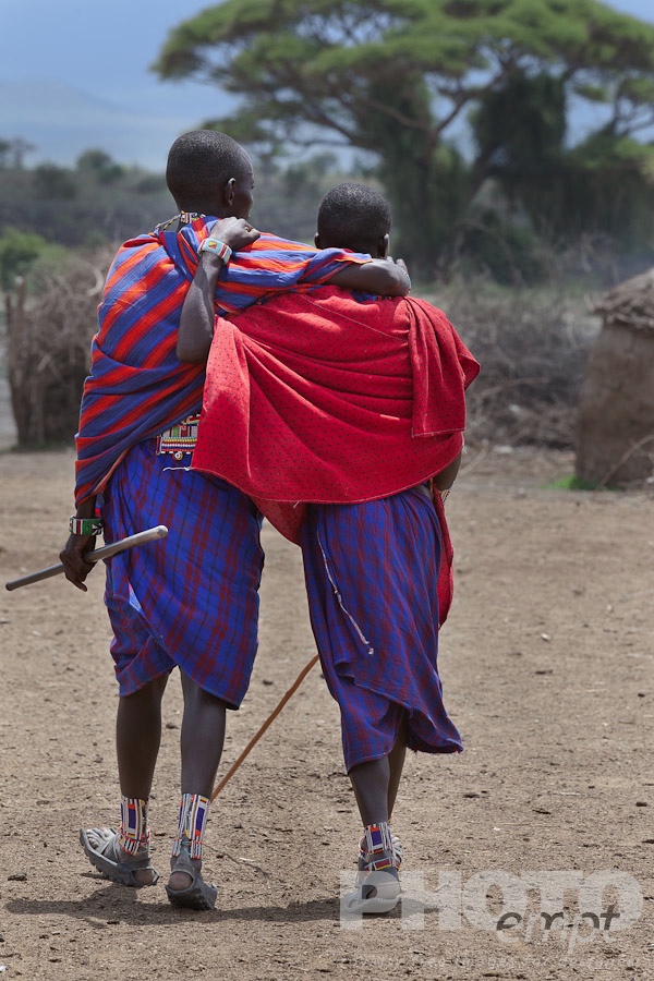 African Safari - Kenya. . . . . Two young Masai warriors walking towatrds village manyatta, with one arm draped over other's shoulder, dressed in traditional bright red shukas, close up view, Masai village, Kenya, Africa