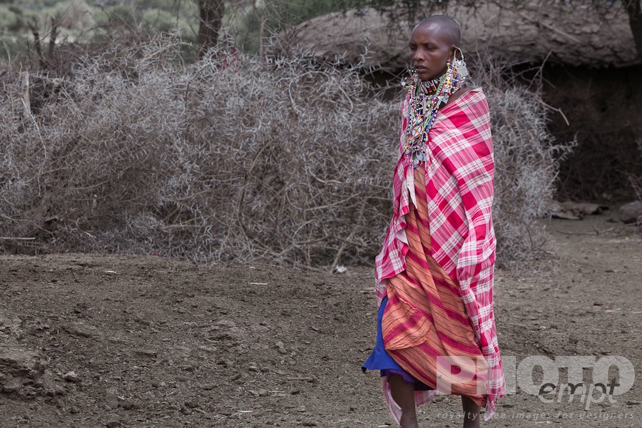 African Safari - Kenya. . . . . Young Masai woman dressed in bright red traditional sarong, walking in front of acacia fence (enkang), and traditional mud housing, Masai village, Kenya, Africa