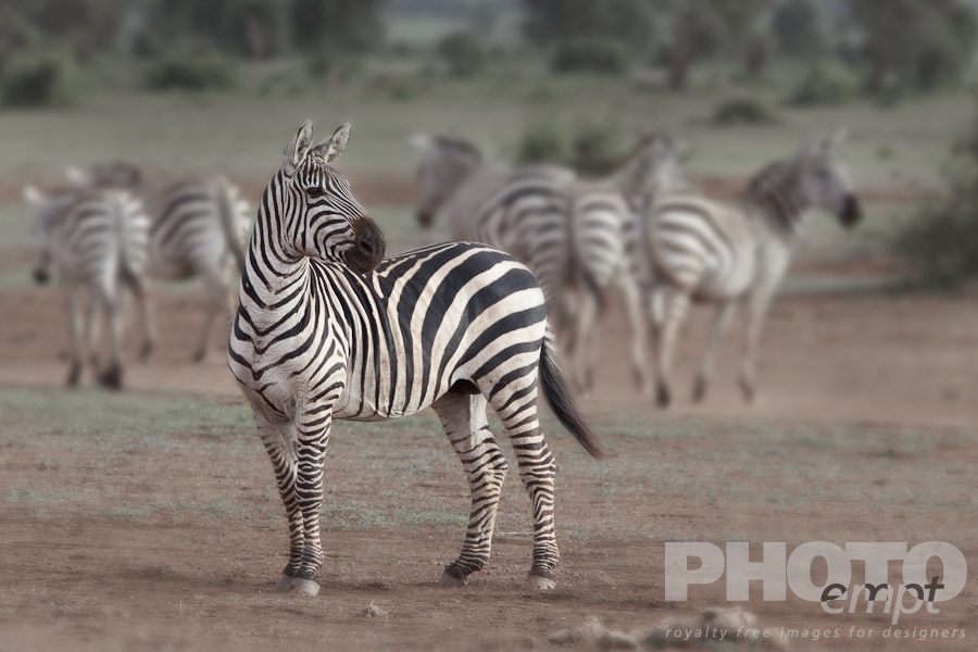 African Safari - Kenya. . . . . Single zebra standing with rest of group in background, grassland, Kenya, Africa