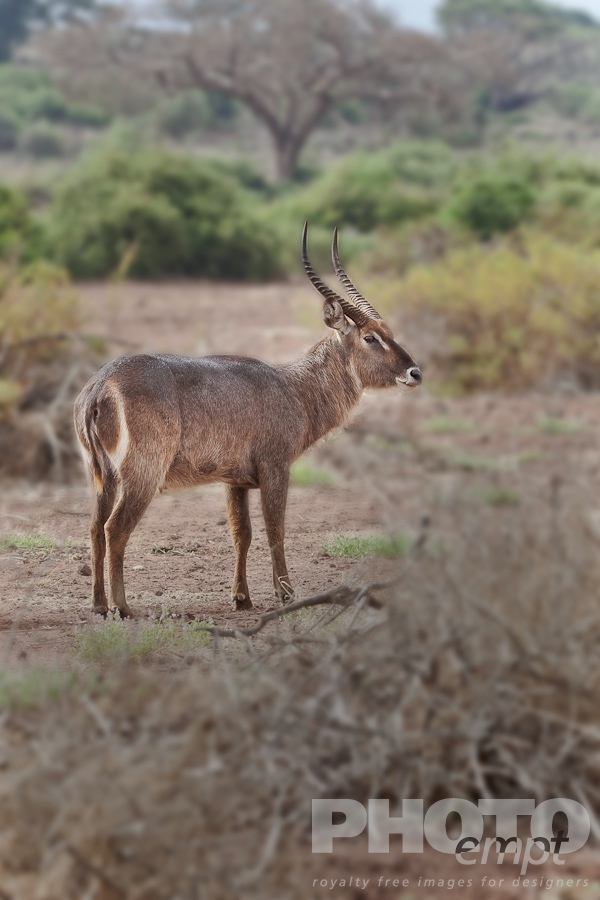 African Safari - Kenya