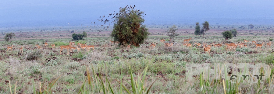 African Safari - Kenya