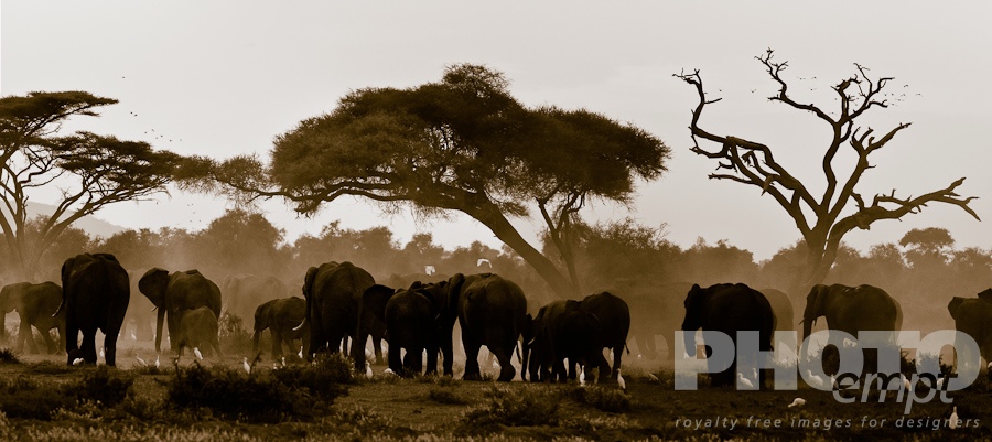 African Safari - Kenya