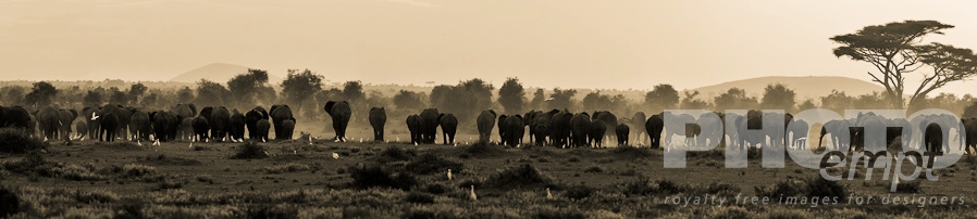 African Safari - Kenya
