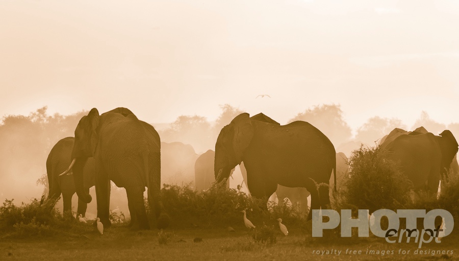 African Safari - Kenya