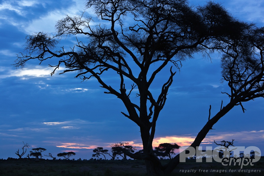 African Safari - Kenya