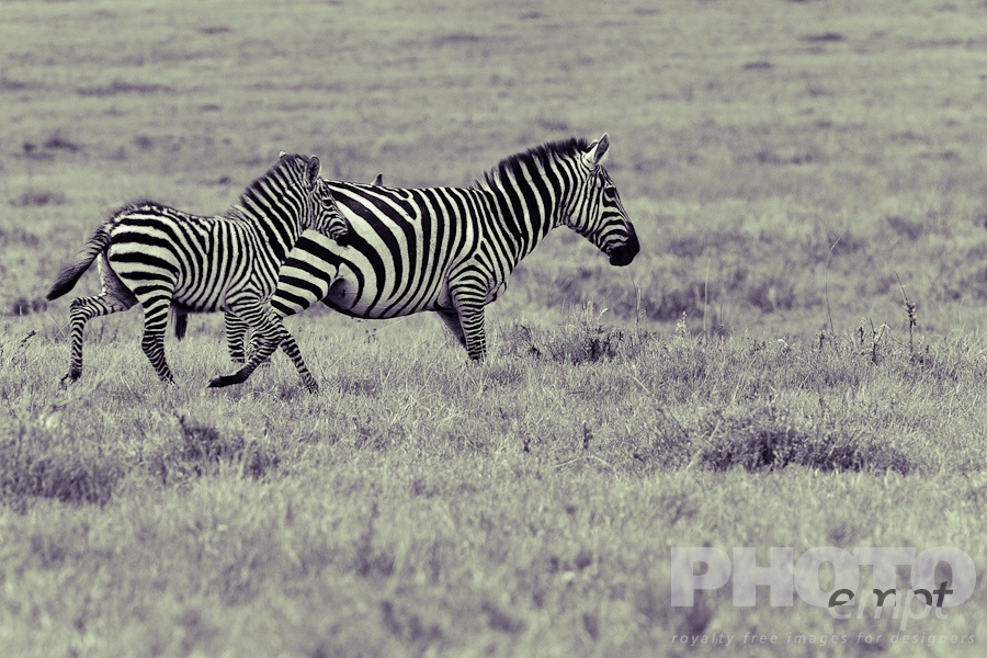 African Safari - Kenya