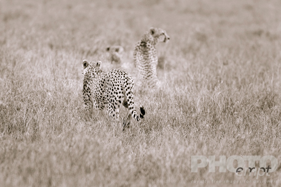 African Safari - Kenya