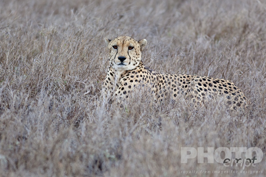 African Safari - Kenya