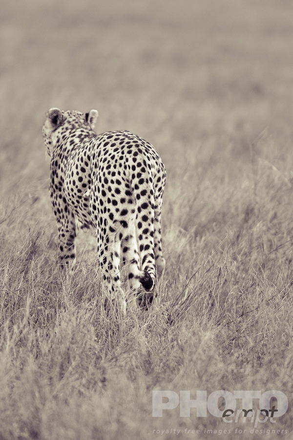 African Safari - Kenya