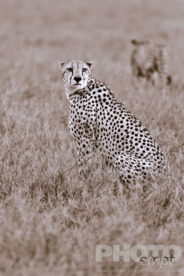 African Safari - Kenya