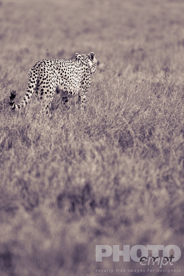 African Safari - Kenya