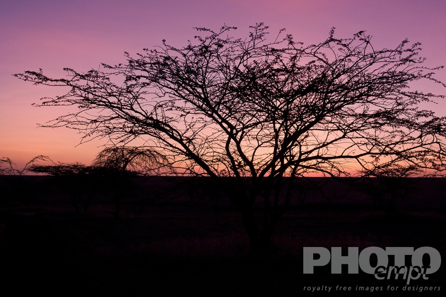 African Safari - Kenya