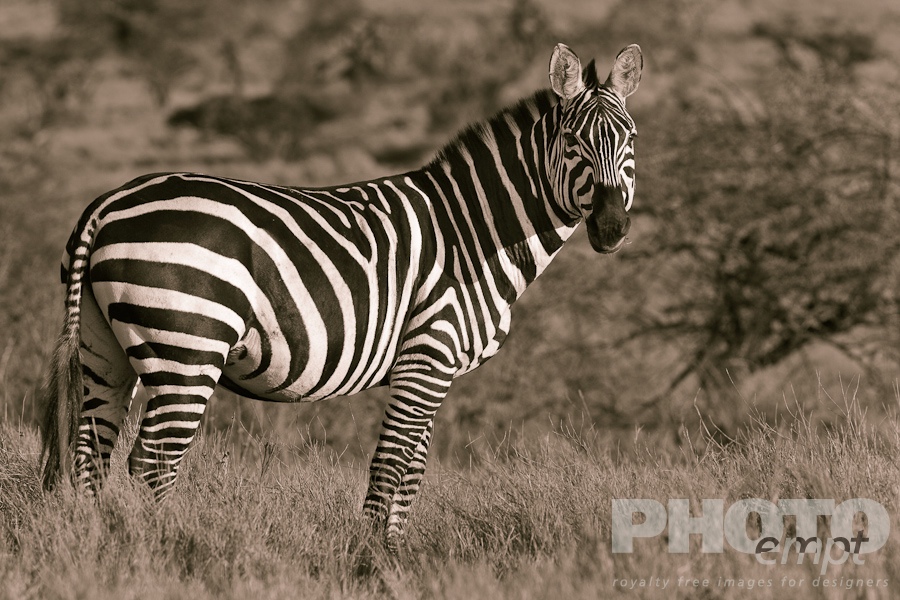 African Safari - Kenya
