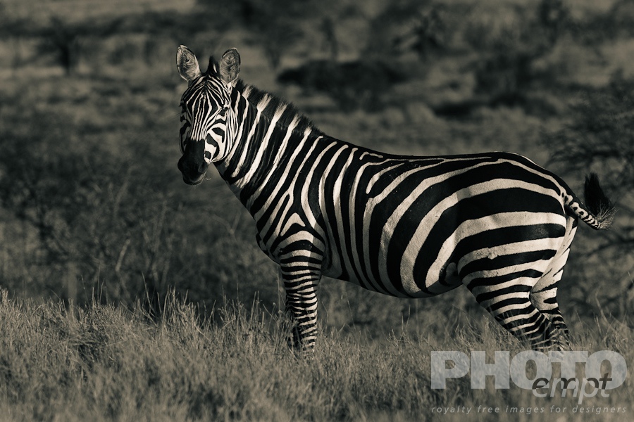 African Safari - Kenya