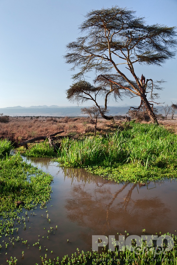 African Safari - Kenya